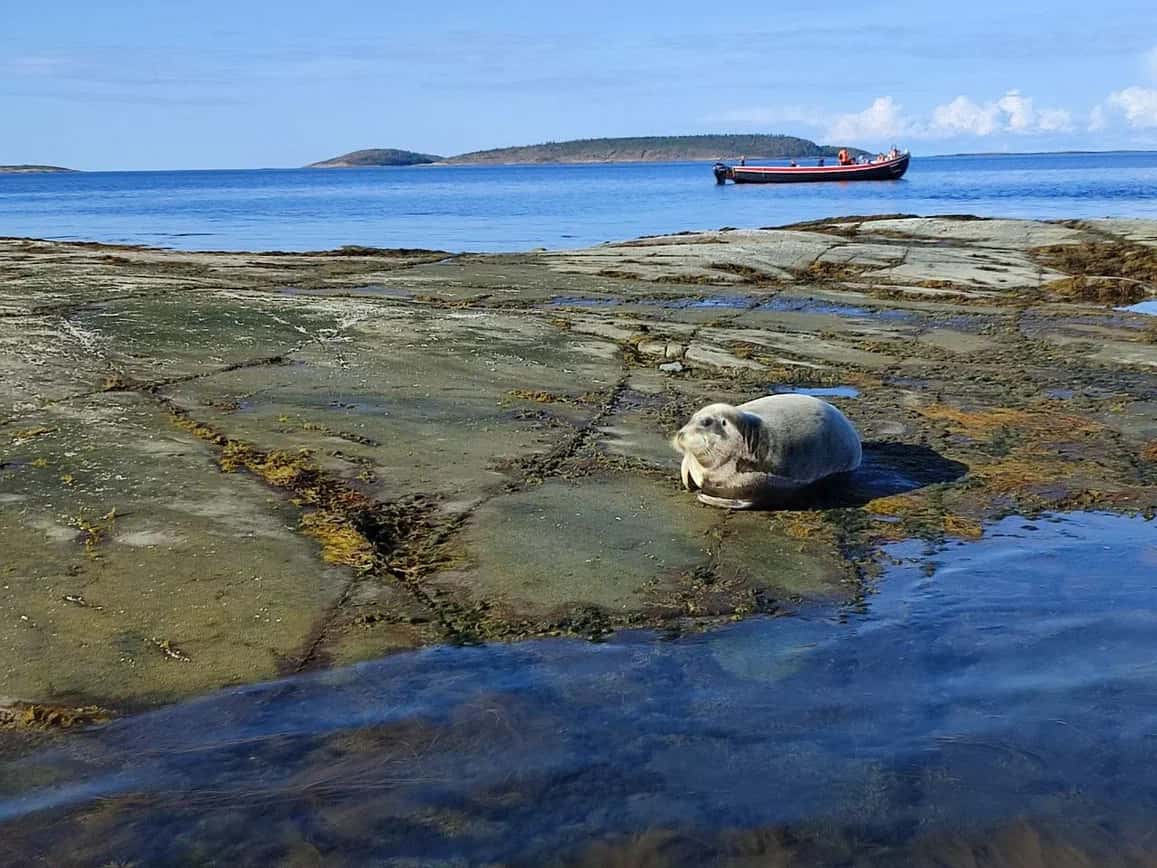 Лагерь на белом море